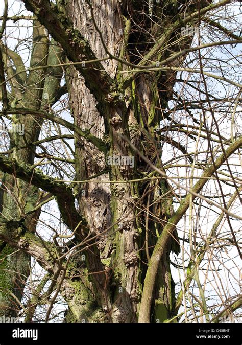 Tronco De Una Acacia Negra Robinia Pseudoacacia Stamm Einer