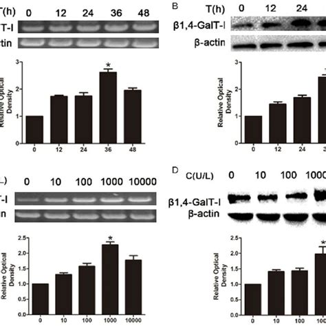 The Expression Of Galt I In Rl Cells After The Treatment