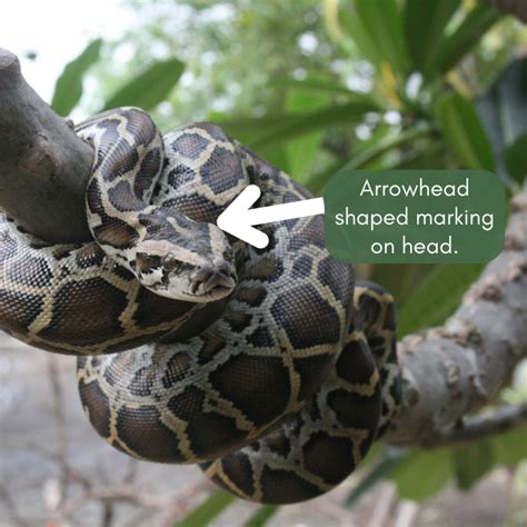 Tell Me About: Burmese Pythons – Thompson Earth Systems Institute