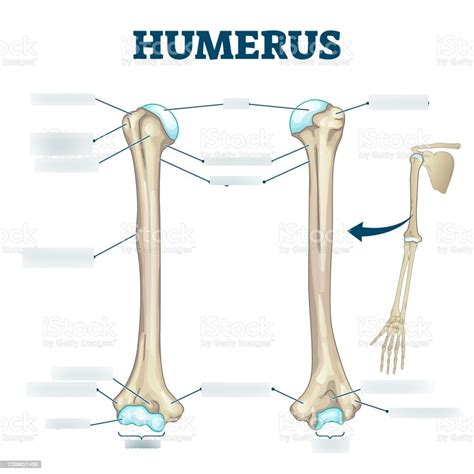 Bones of the upper limb Diagram | Quizlet