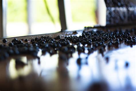 Le temps des vendanges aux Hospices de Beaune Un splendide millésime