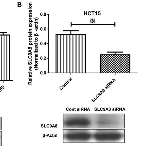 The Slc A Protein Expression Levels In Different Cell Lines And