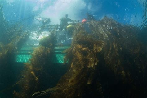 Seaweed Startup Ocean Rainforest Nets M In Wwf Led Round