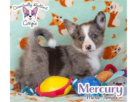 6 American Corgi puppies for sale in High Point - Puppies for Sale Near Me