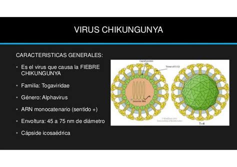 Virus Chikungunya