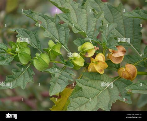 Hog Plum Hi Res Stock Photography And Images Alamy