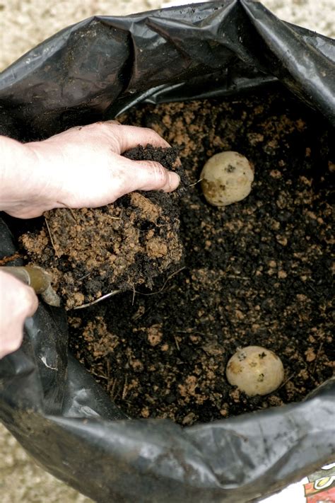 How to grow potatoes in a bag: everything you need to know | Homes ...