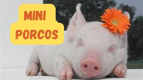 Mini Porcos Tudo o que você precisa saber sobre esses adoráveis Pets