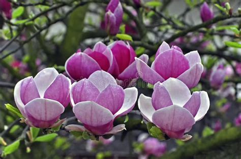 Purple magnolia flowers. stock photo. Image of violet - 120590748