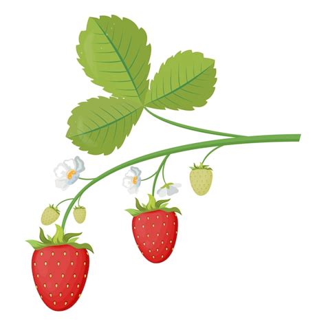 Ilustraci N Vectorial De Fresas En Una Rama Con Hojas Y Flores Conjunto