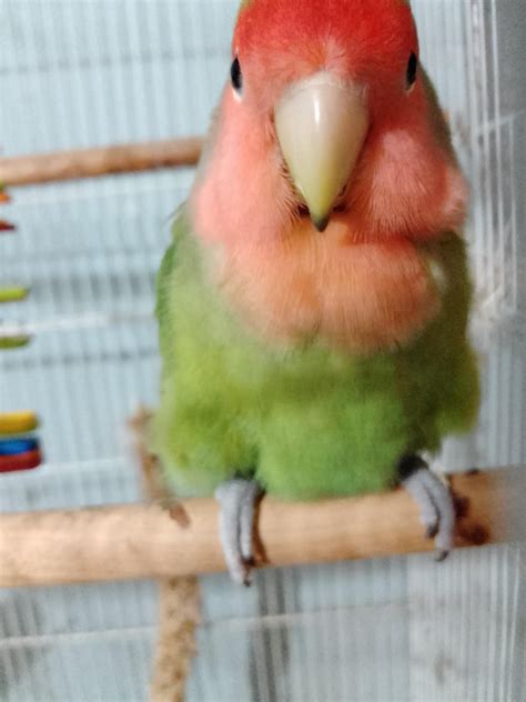 The Green Floof Blends Perfect With The Peach Floof Rparrots