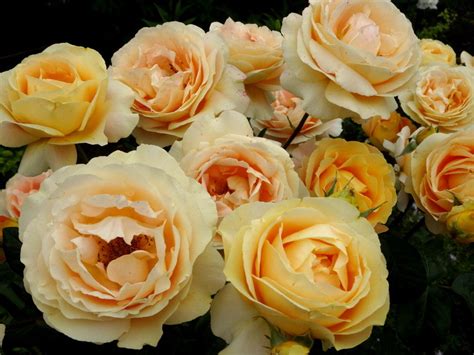 Чайно - гибридный -> "Розы Нью-Джерси" / стр 5