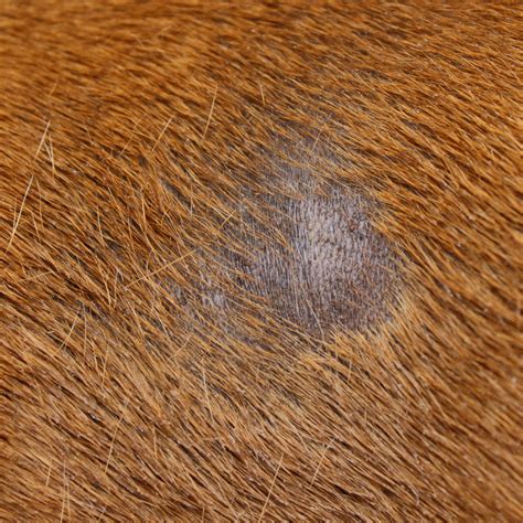 how to know if a dog has ringworm