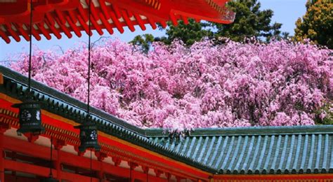 Japan's Top 100 Cherry Blossom Spots in Kansai Region - TABIJIKAN - Travel Japan