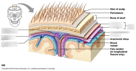 Meninges And Dural Venous Sinuses And Septa CSF Ventricles Diagram