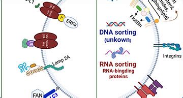 The Machinery of Exosomes: Biogenesis, Release, and Uptake | Exosome RNA