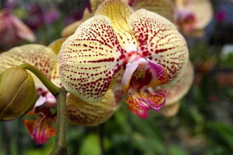 Phalaenopsis Moth Orchid Care Guide Pictures Brilliant Orchids