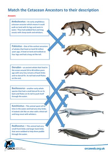 Whale Evolution and Adaptations | Teaching Resources