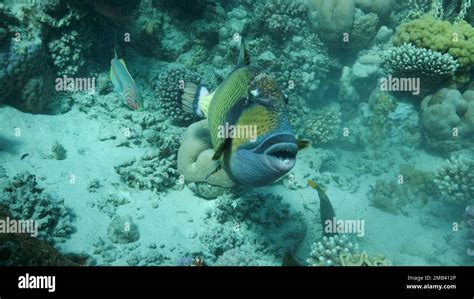 Trigger Fish On Coral Reef Titan Triggerfish Balistoides Viridescens