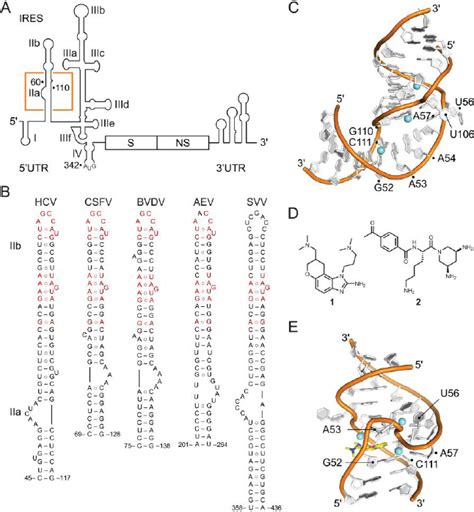 Structures And Ligands Of Viral Internal Ribosome Entry Sites Ires