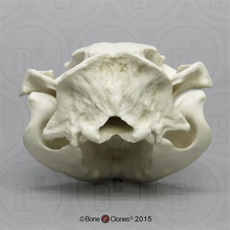 Wombat Skull - Bone Clones - Osteological Reproductions