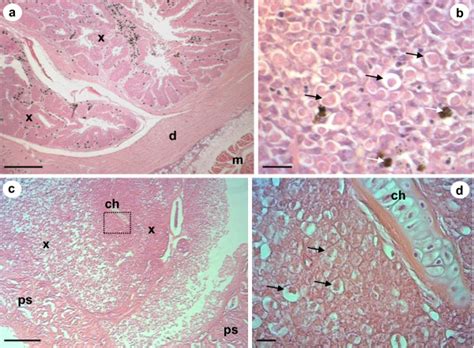 Haematoxylin And Eosin Stained Histological Sections Of X Cell Download Scientific Diagram