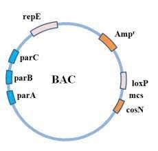 Bacterial Artificial Chromosome - Javatpoint