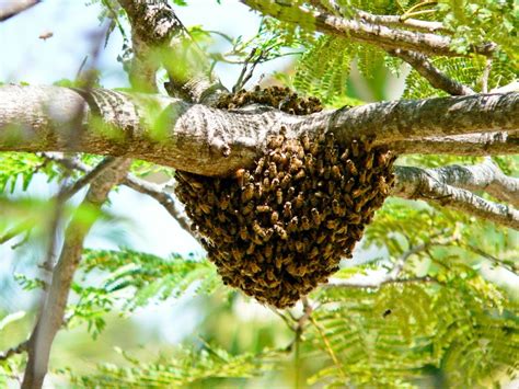 Bee Hive Photos Thriftyfun