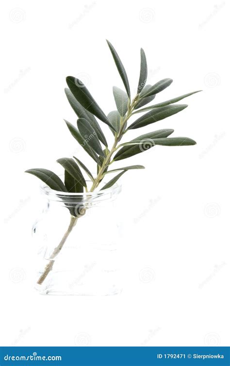 Olive Branch. Peace Symbol Stock Image - Image: 1792471