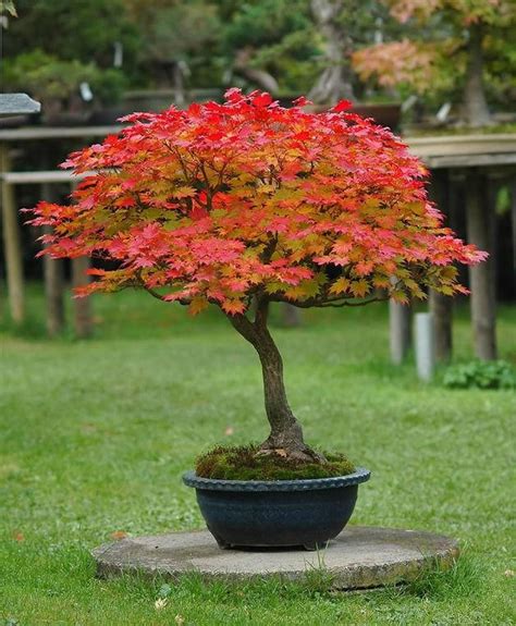 Acer Palmatum Katsura Bonsai