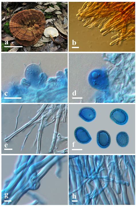 Basidiomata And Microscopic Structures Of Amauroderma Concentricum