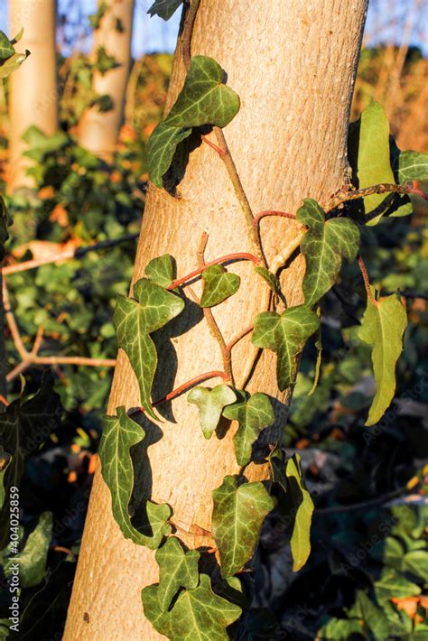 Der Gemeine Efeu auch Gewöhnlicher Efeu oder kurz Efeu Hedera helix