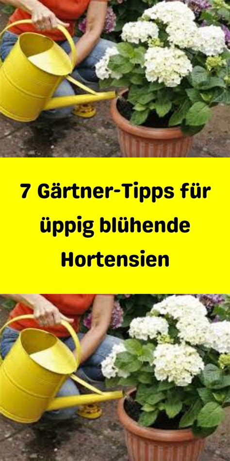 G Rtner Tipps F R Ppig Bl Hende Hortensien Hortensien Arrangements