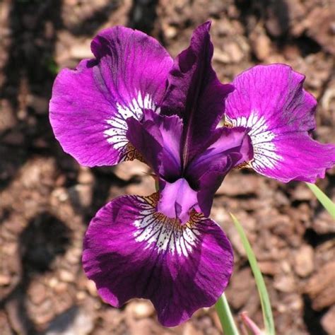 Iris Sibirica Rotter Milan Arborator Us Ugi Ogrodnicze Pawe