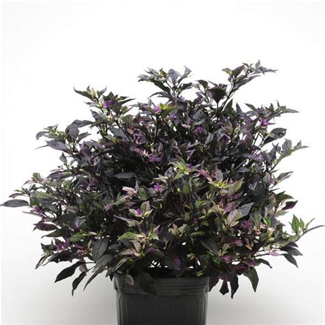 25 Ornamental Pepper Seeds Purple Flash – trailingpetunia.com