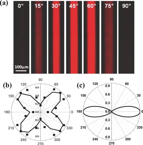 Optical Anisotropy Of P Bt Nanowires In Situ In The Capillary A