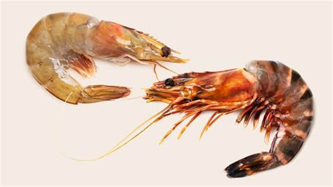 Prawn vs. Shrimp | Cook's Illustrated