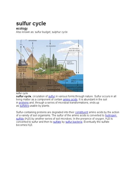 Sulfur Cycle | PDF