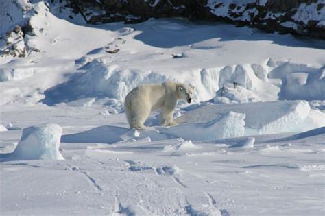 Inuit Perspectives on Recent Climate Change