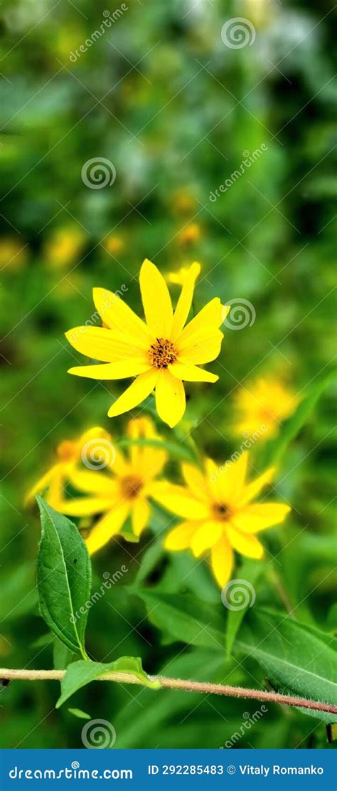 Woodland Sunflower Stock Image Image Of Plant Yllow 292285483