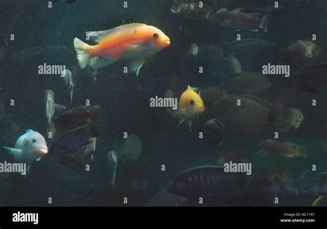 Lake Malawi Cichlids Fish Stock Photo Alamy