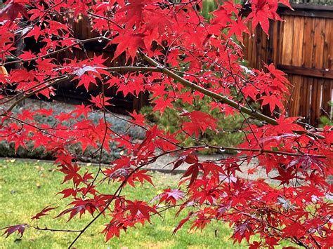 Leaves Japanese Maple Raindrops On - Free photo on Pixabay - Pixabay