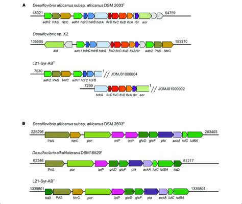 Organization Of Genomic Regions Involved In Ethanol And Lactate Download Scientific Diagram