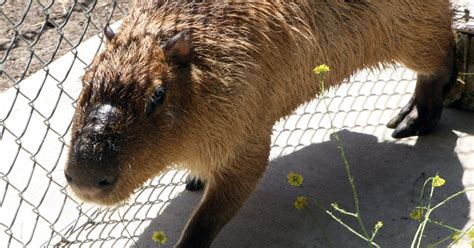 Meet Chipper A Capybara Largest Rodent In The World