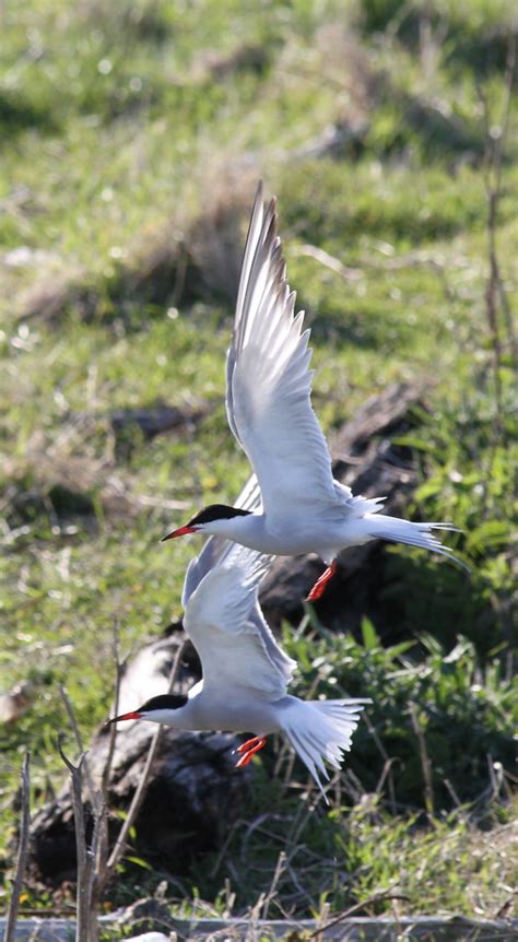 Flying Terns Metinic Island Maine Coastal Islands Nwr Su Flickr