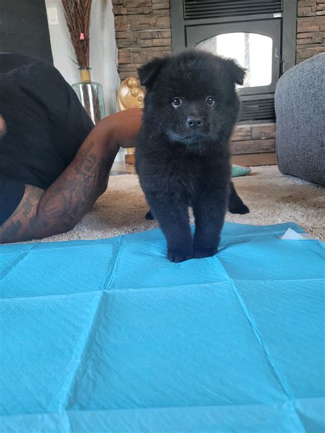 ♡Chow Chow/Samoyed 2 LEFT! OBO ♡ | Dogs & Puppies for Rehoming | Winnipeg | Kijiji