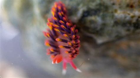 Extremely rare rainbow sea slug spotted in UK | Sea slug, Rock pools ...