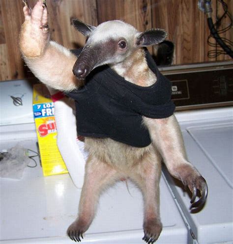 Pet Anteater (25 pics)