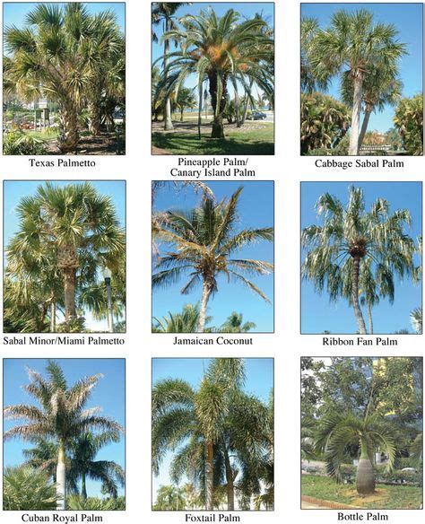 9 Palm Trees Ideas Palm Trees Palm Plants