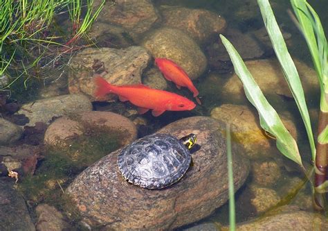 Pet Turtle Care: How to Take Care of a Turtle | Pet Territory